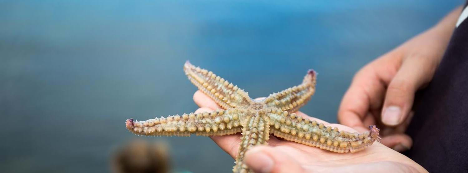 hand and starfish image